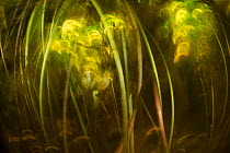 Underwater blurred view Waterlily (Nuphar lutea) stems along the banks of the Danube Delta, Romania, June.