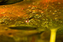 Water boatman (Corixidae) under a water lily leaf underwater, Danube Delta, Romania, June.