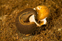 Large leech, possibly the medicinal leech (Hirudo medicinalis) investigating a snail shell on river bed, Danube Delta, Romania, June.