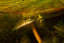 Northern pike (Esox lucius) hiding in the shadow of water lily leaves, Danube Delta, Romania, June.
