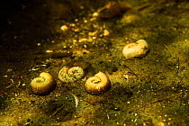 Empty Great ram's horn snail (Planorbarius corneus) shells laying on riverbed of a small tributary to Danube Delta, Romania, June.
