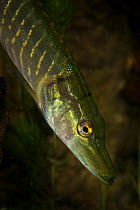 Northern pike (Esox lucius) in tributary to Old Danube, Danube Delta, Romania, June.