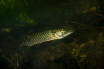 Northern pike (Esox lucius) in tributary of Old Danube, Danube Delta, Romania, June.