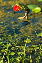 Marsh frog (Pelophylax ridibundus) jumping and biting onto plastic bottle lid, Danube Delta, Romania, June.