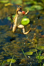 Marsh frog (Pelophylax ridibundus) jumping, Danube Delta, Romania, June.