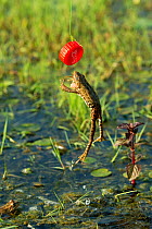 Marsh frog (Pelophylax ridibundus) jumping after plastic bottle lid, Danube Delta, Romania, June.