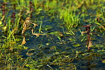Marsh frogs (Pelophylax ridibundus) jumping, one with its mouth open, Danube Delta, Romania, June.