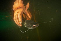 Young Wels catfish (Silurus glanis) caught in a fyke net is released back to the shallow and turbid lake by the fisherman, Danube Delta, Romania, June.