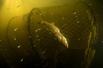 Pike-perch fish (Sander / Stizostedion lucioperca) caught in traditional fyke net, Danube Delta, Romania, June.
