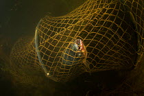 Silver carp (Hypophthalmichthys molitrix) caught in a fyke net in Danube Delta, Romania, June.