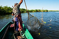 Danube Delta fisherman Florin Moisa shaking weed off traditional fyke nets, Danube Delta, Romania, June 2013.