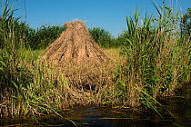 Harvested reeds (Phragmites communis) in reed beds, Danube delta rewilding area, Romania, June.