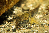 Freshwater goby (Gobiidae) at depth of 9 metres in tributary, Danube Delta, Romania, June.