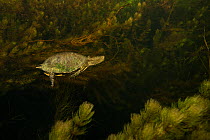 European pond turtle (Emys orbicularis) underwater, Danube Delta, Romania, June.