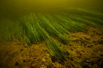 Current pulling weeds possibly Potamogeton sp, along riverbed, Danube Delta, Romania, June.