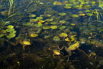 Pool frogs (Pelophylax lessonae) near Crisan village, Danube Delta, Romania, June.
