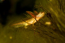 Smooth newt (Lissotriton vulgaris) larvae, Danube Delta, Romania, June.