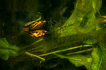 Water beetle (Dytiscidae) swimming just under the surface at night, Danube Delta, Romania, June.