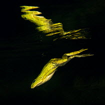 Pool frog (Pelophylax lessonae) diving and reflected in waters surface at night, Danube Delta, Romania, June.
