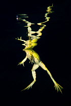 Pool frog (Pelophylax lessonae) reflected in waters surface at night, Danube Delta, Romania, June.