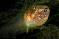 Pool frog (Pelophylax lessonae) tadpole with the mouth open, Danube Delta, Romania, June.