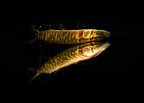 Northern pike (Esox lucius) resting at the surface at night, Danube Delta, Romania, June.