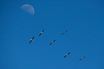 White pelicans (Pelecanus onocrotalus) flying against clear skies with the moon,  Danube Delta, Romania, June.