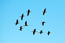 Ten Glossy ibises (Plegadis falcinellus) in flight, Danube Delta, Romania, June.
