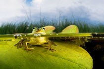 Pool frog (Pelophylax lessonae) on a waterlily leaf, Crisan, Danube Delta, Romania, June.