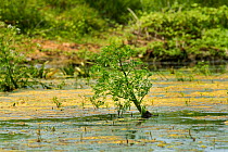Water dropwort (Oenanthe aquatica) Danube Delta, Romania, June.