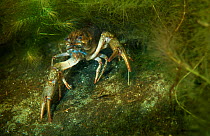Danube crayfish (Astacus leptodactylus) hiding in the weed, Danube Delta, Romania, June.