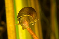 Great pond snail (Lymnaea stagnalis) Danube Delta, Romania, June.