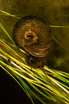 Great ram's horn snail (Planorbarius corneus) Danube Delta, Romania, June.