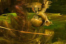 Great pond snail (Lymnaea stagnalis) Danube Delta, Romania, June.