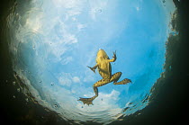 Pool Frog (Pelophylax lessonae) viewed from below while swimming, underwater around Crisan village, Danube Delta, Romania, June.