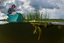 Pool Frog (Pelophylax lessonae) split level shot with Christian Mititelu watching from boat, near Crisan village, Danube Delta, Romania, June 2013.