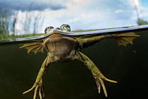Pool Frog (Pelophylax lessonae) split level view, near Crisan village, Danube Delta, Romania, June.