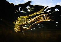 Pool Frog (Pelophylax lessonae) swimming near the surface, near Crisan village, Danube Delta, Romania, June.