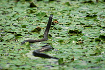 Grass snake (Natrix natrix) swimming through water chestnut plants. Danube Delta, Romania, June.