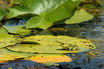Pool Frog (Pelophylax lessonae) on lily pad, Crisan village, Danube Delta, Romania, June.