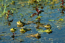 Marsh frogs (Pelophylax ridibundus) amongst lilies, Danube Delta, Romania, June.