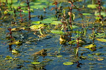 Marsh frog (Pelophylax ridibundus) jumping amongst lilies, Danube Delta, Romania, June.