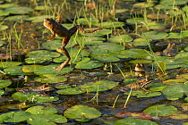 Marsh frog (Pelophylax ridibundus) jumping amongst lilies, Danube Delta, Romania, June.