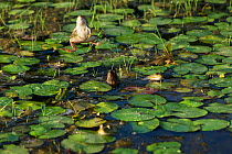 Marsh frog (Pelophylax ridibundus) jumping, amongst lilies, Danube Delta, Romania, June.