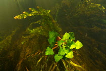 Water chestnut (Trapa natans) underwater, in Danube Delta, Romania, June.