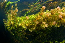Soft hornwort (Ceratophyllum submersum) in a small tributary of Danube, Danube Delta, Romania, June.