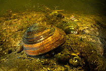 Painter's mussel (Unio pictorum) in small tributary to old Danube. Danube Delta, Romania, June.