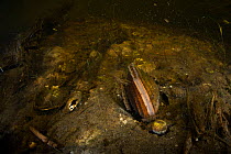 Painter's mussel (Unio pictorum) in small tributary to old Danube. Danube Delta, Romania, June.