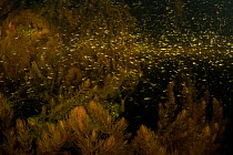 School of Belica fish (Leucaspius delineatus) at the edge of a Soft hornwort (Ceratophyllum submersum), Danube, Danube Delta, Romania, June.