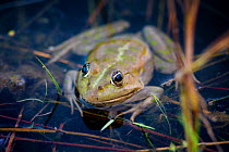 Pool Frog (Pelophylax lessonae) near Crisan village, Danube Delta, Romania, June.